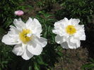 Gardenia peony photo
