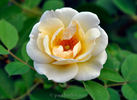 124-10-02 rose photo