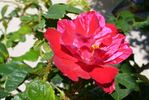 Jerry's Moss rose photo
