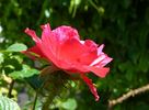 Jerry's Moss rose photo