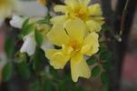 Star of Persia rose photo