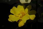 Star of Persia rose photo