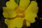 Star of Persia rose photo