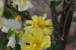 Star of Persia rose photo