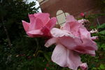 Bernd Clüver rose photo