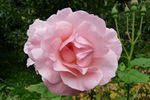 Bernd Clüver rose photo