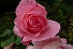 Bernd Clüver rose photo