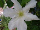 C. 'John Huxtable' clematis photo