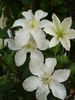 C. 'John Huxtable' clematis photo