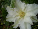 Veronica's Choice clematis photo