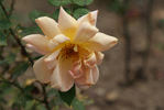Lady Elphinstone rose photo