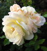 Hakuun rose photo