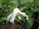 Hakurai clematis photo