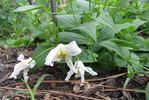 Hakurai clematis photo