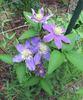 Justa clematis photo