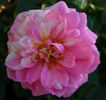 Chick-a-dee rose photo