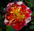 Charlie Brown ™ rose photo