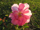 Cordelia rose photo