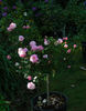 Chick-a-dee rose photo