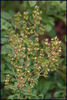 Sweet Flora rose photo