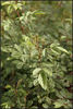 Sweet Flora rose photo