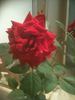 Tuxedo rose photo