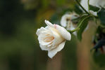 Chastity rose photo