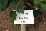 Chastity rose photo