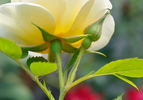 124-10-02 rose photo