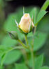 124-10-02 rose photo