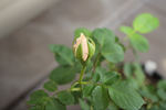 Angela Merici rose photo