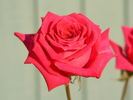 Sweet Harriette rose photo
