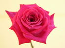 Sweet Harriette rose photo