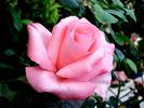 Diane de Poitiers rose photo