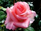 Diane de Poitiers rose photo