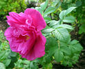 Charles Albanel rose photo