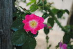 Lucy Ashton rose photo