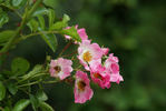 Newport Fairy rose photo