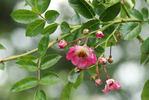 Newport Fairy rose photo