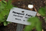 Newport Fairy rose photo