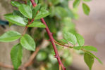 Theodora Milch rose photo