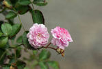 Theodora Milch rose photo