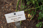 Theodora Milch rose photo