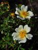 Happenstance rose photo