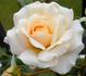 Paper Doll rose photo
