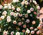 Paper Doll rose photo