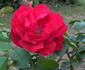 Colossal Meidiland rose photo