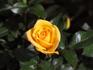 Y2K ™ rose photo
