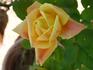El Dorado rose photo