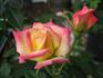 Pixie Dust rose photo